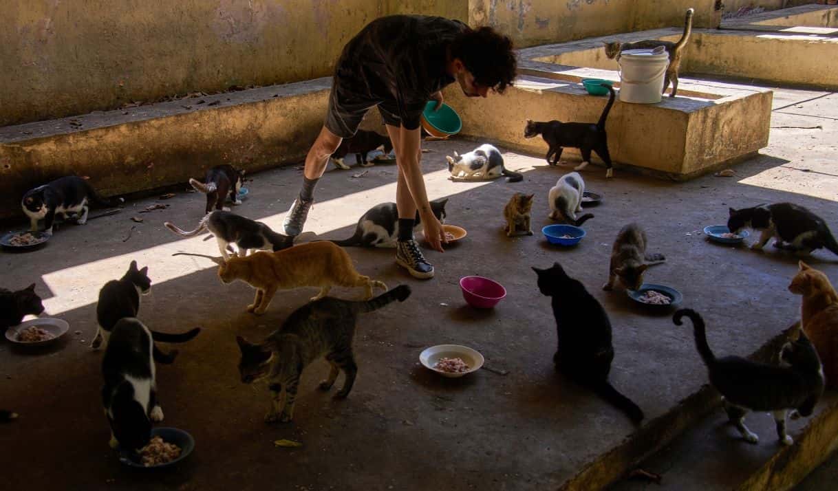 Imagen de referencia / Un hombre alimenta a gatos callejeros de la colonia felina protegida "Proyecto Aldameros" en un parque de la zona histórica de La Habana, el martes 5 de agosto de 2025. (AP Foto/Ramón Espinosa)